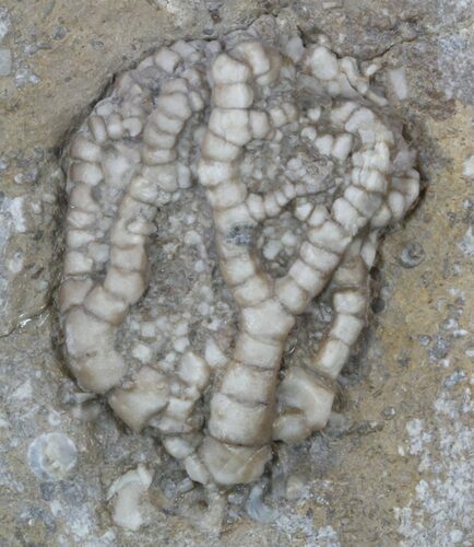 Detailed Fossil Crinoid (Onychocrinus) - Alabama #58268